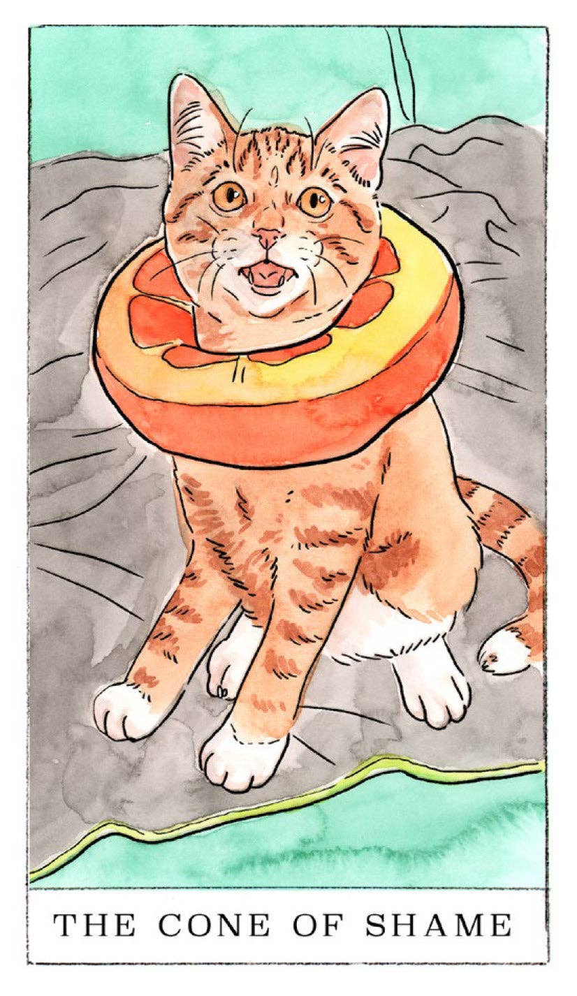 Kitten Oracle