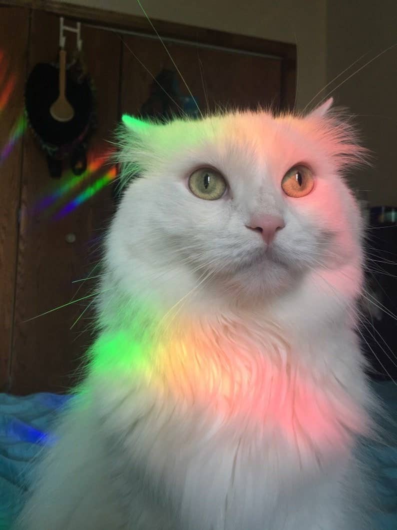 You Are Made of Magic Elves and Mushroom Suncatcher