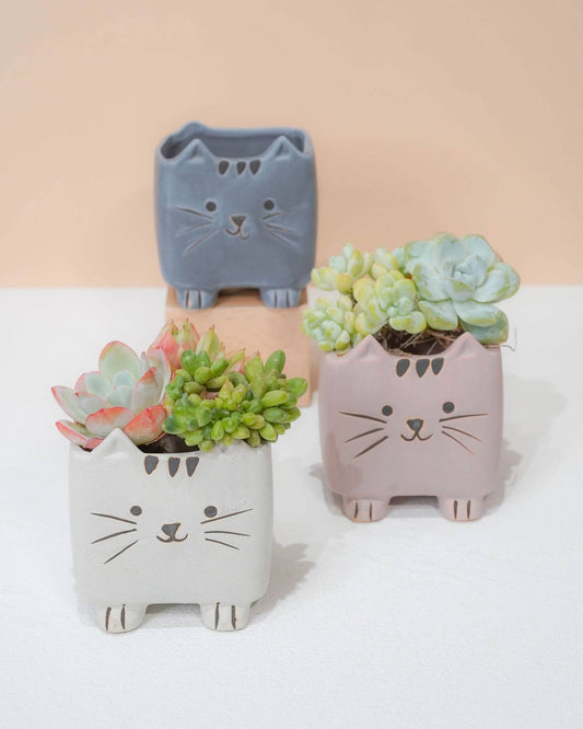 Springer Décor - Super-Cute Cartoon Cats Tri-Color Set